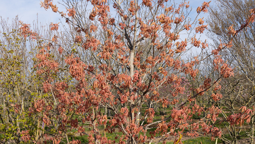 Aesculus x neglecta 'Erythroblastos' solitary shrubs