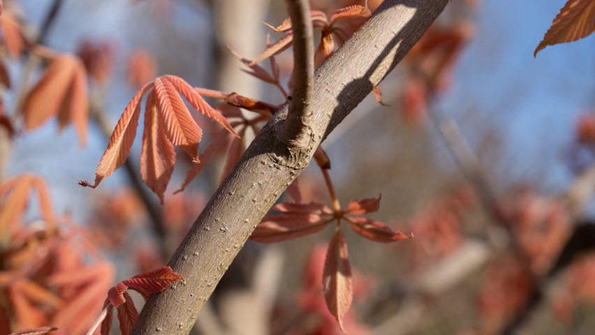 Aesculus x neglecta 'Erythroblastos' twigs