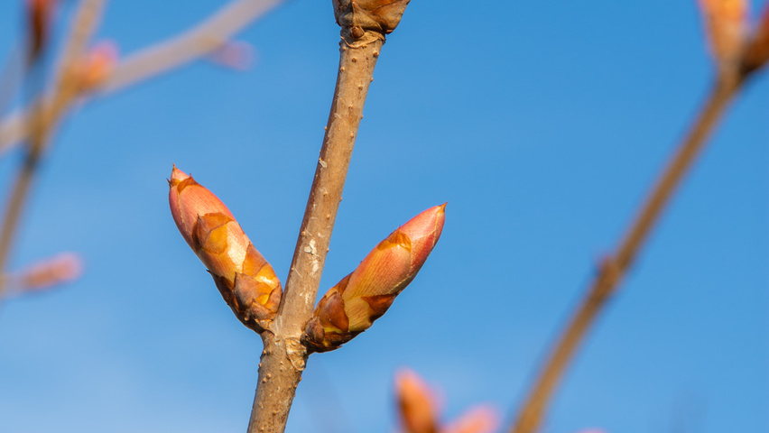Aesculus x neglecta 'Erythroblastos' twigs