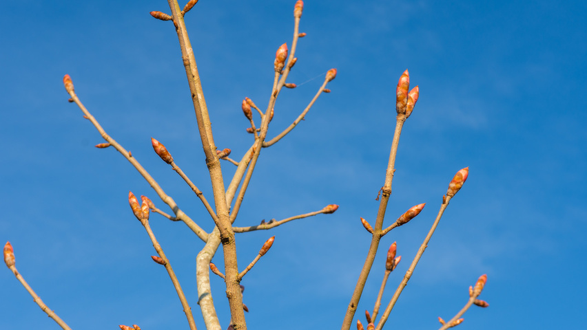 Aesculus x neglecta 'Erythroblastos' twigs