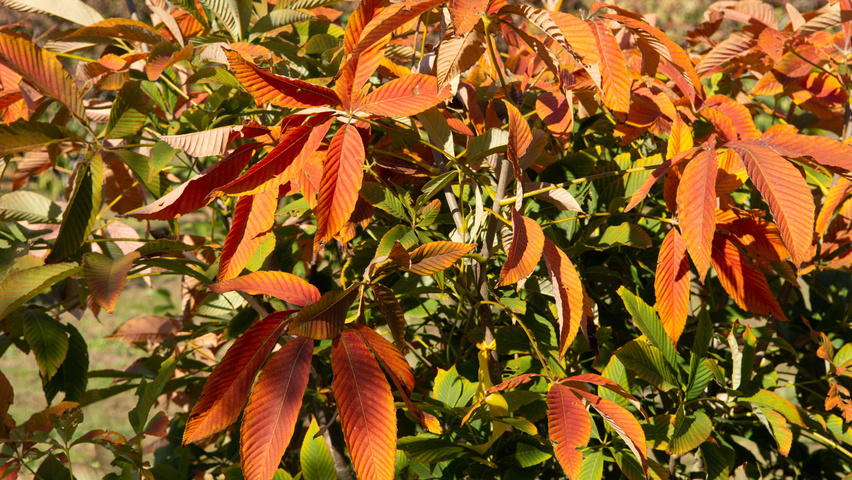 Aesculus x woerlitzensis 'Ellwangeri' autumn leaves