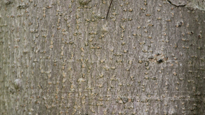 Aesculus x woerlitzensis 'Ellwangeri' bark