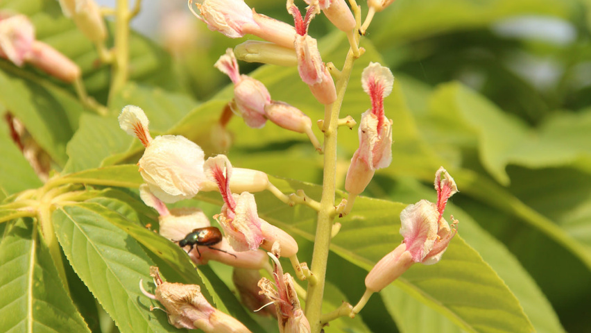 Aesculus x woerlitzensis 'Ellwangeri' flowers