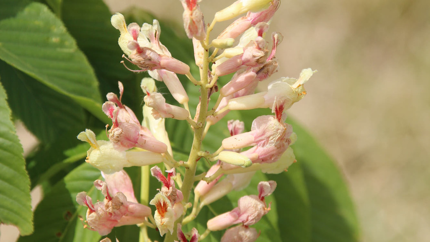 Aesculus x woerlitzensis 'Ellwangeri' flowers