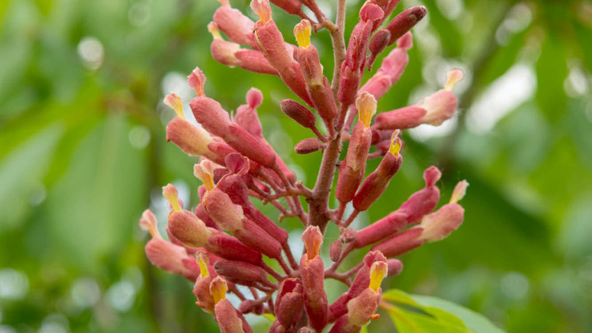 Aesculus x woerlitzensis 'Ellwangeri' flowers