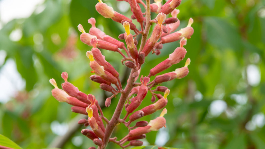 Aesculus x woerlitzensis 'Ellwangeri' flowers