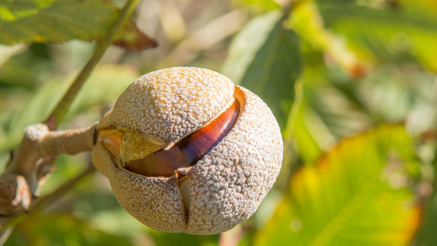 Aesculus x woerlitzensis 'Ellwangeri' fruits