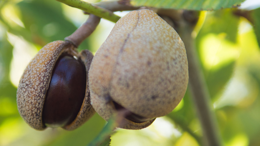 Aesculus x woerlitzensis 'Ellwangeri' fruits