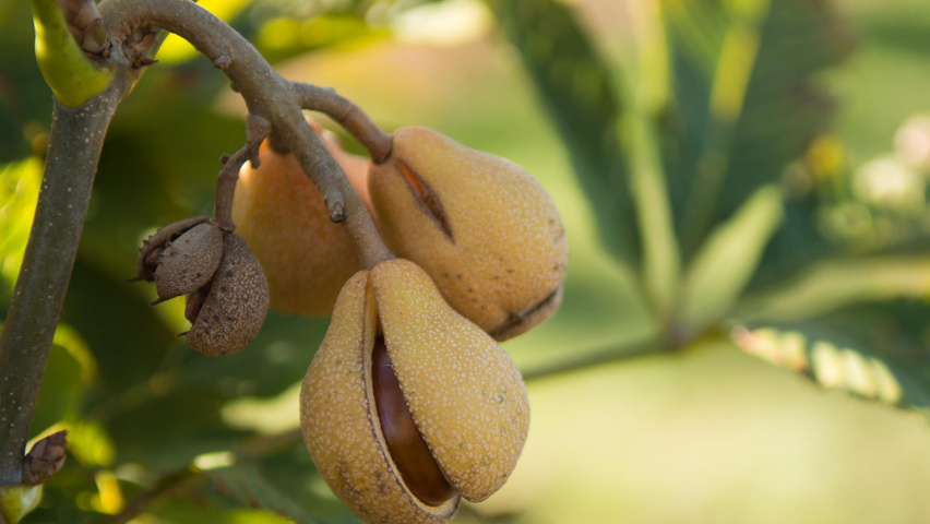 Aesculus x woerlitzensis 'Ellwangeri' fruits