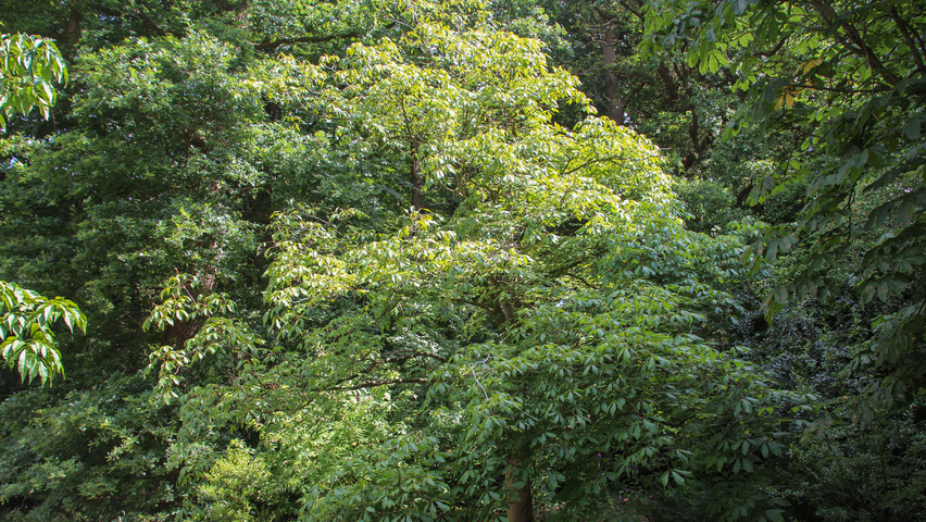 Aesculus x woerlitzensis 'Ellwangeri' half-stem