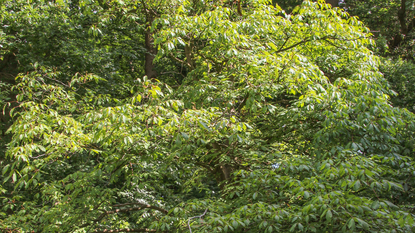 Aesculus x woerlitzensis 'Ellwangeri' half-stem