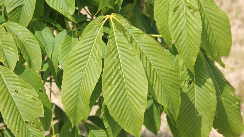 Aesculus x woerlitzensis 'Ellwangeri' leaves