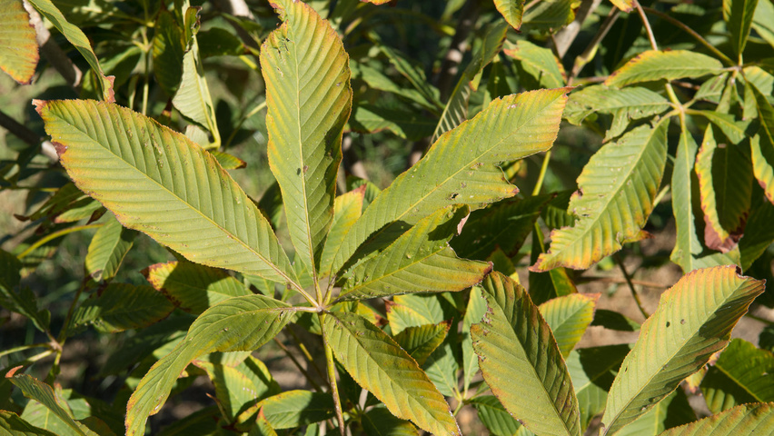 Aesculus x woerlitzensis 'Ellwangeri' leaves