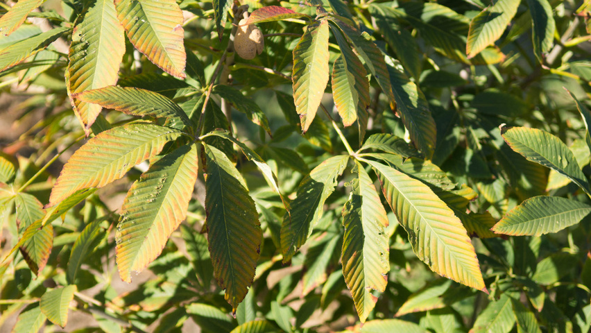 Aesculus x woerlitzensis 'Ellwangeri' leaves