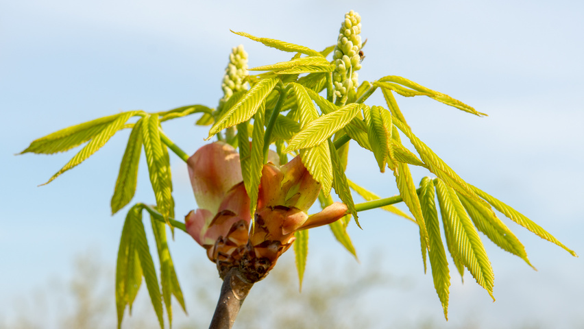 Aesculus x woerlitzensis 'Ellwangeri' leaves