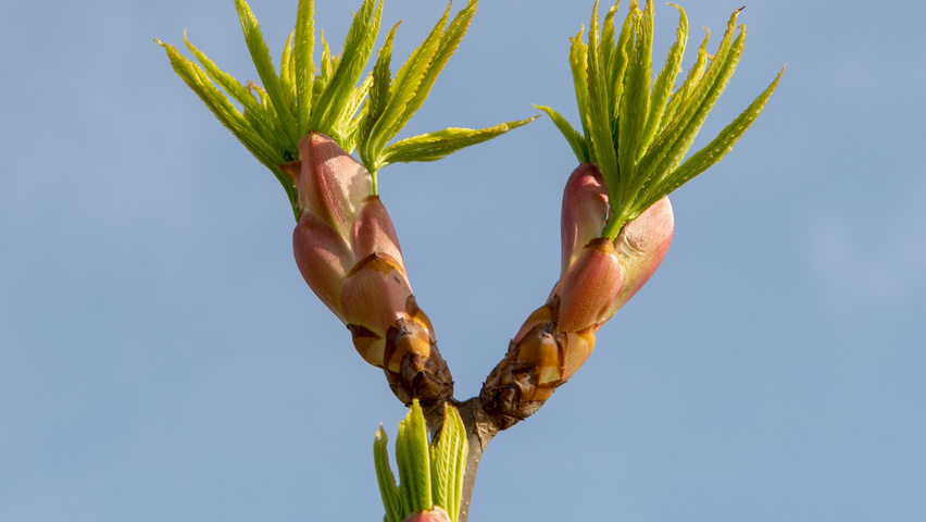 Aesculus x woerlitzensis 'Ellwangeri' leaves