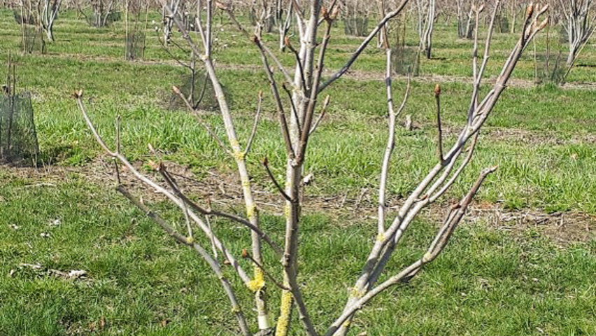 Aesculus x woerlitzensis 'Ellwangeri' solitary shrubs