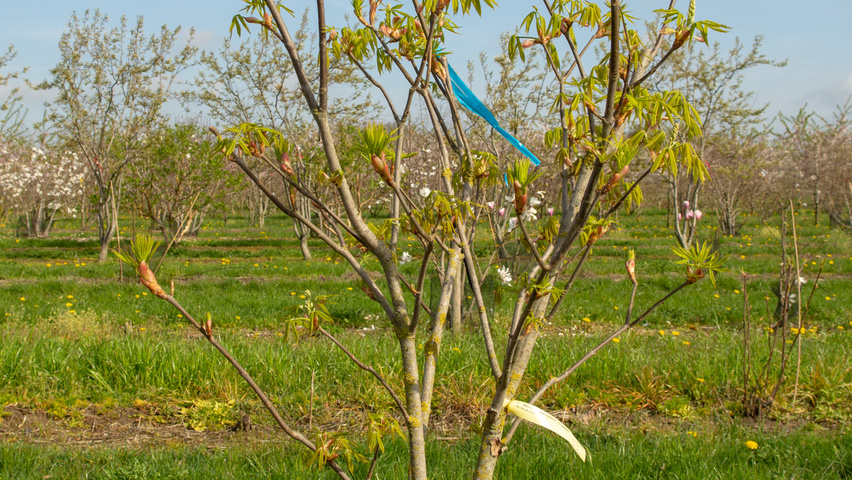 Aesculus x woerlitzensis 'Ellwangeri' solitary shrubs