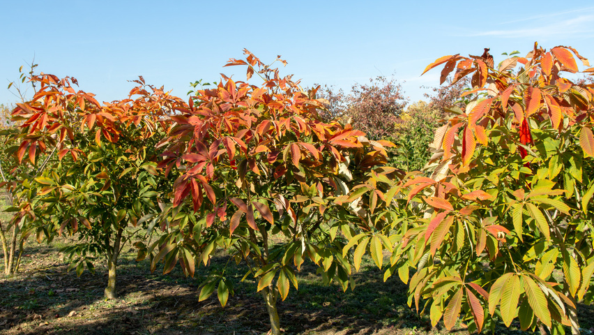 Aesculus x woerlitzensis 'Ellwangeri' solitary shrubs