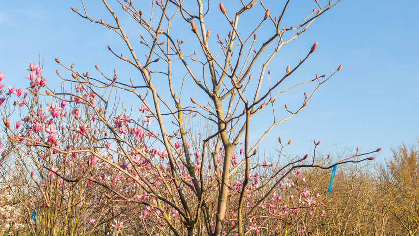 Aesculus x woerlitzensis 'Ellwangeri' solitary shrubs