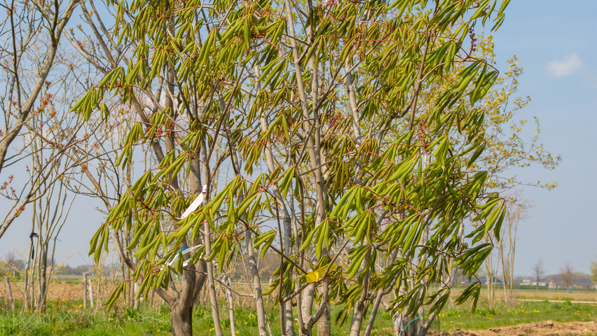Aesculus x woerlitzensis 'Ellwangeri' solitary shrubs