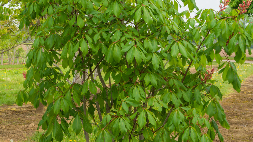Aesculus x woerlitzensis 'Ellwangeri' solitary shrubs