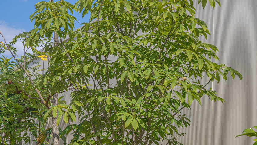 Aesculus x woerlitzensis 'Ellwangeri' solitary shrubs
