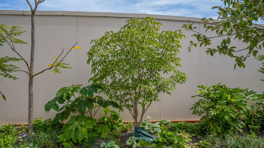 Aesculus x woerlitzensis 'Ellwangeri' solitary shrubs