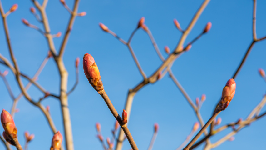 Aesculus x woerlitzensis 'Ellwangeri' twigs