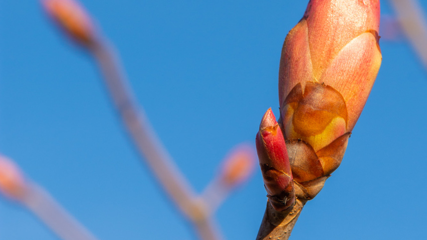 Aesculus x woerlitzensis 'Ellwangeri' twigs