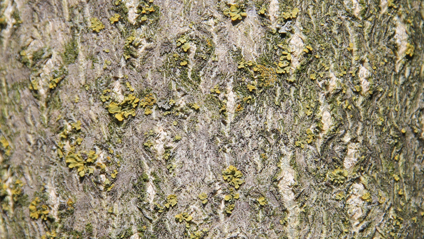 Ailanthus altissima tronc