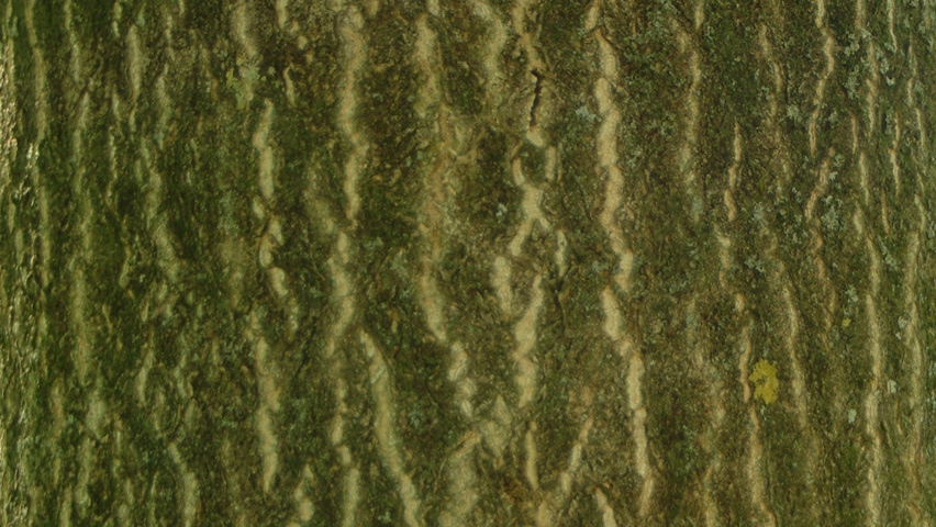 Ailanthus altissima tronc