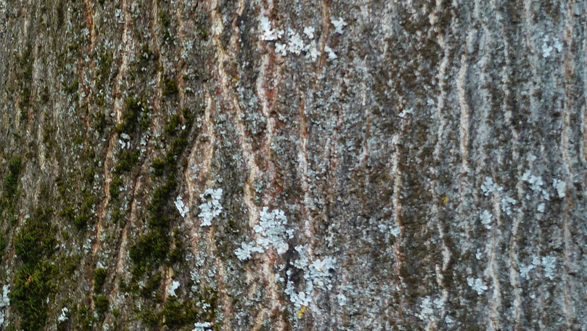 Ailanthus altissima tronc