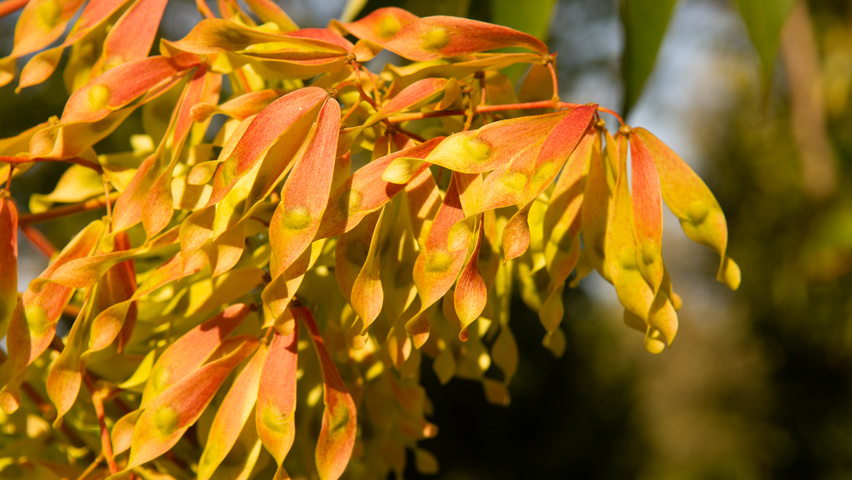 Ailanthus altissima fruits