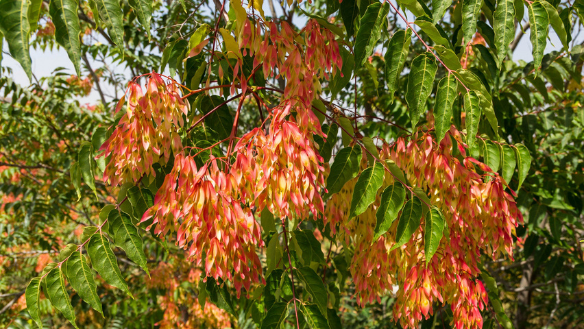 Ailanthus altissima fruits