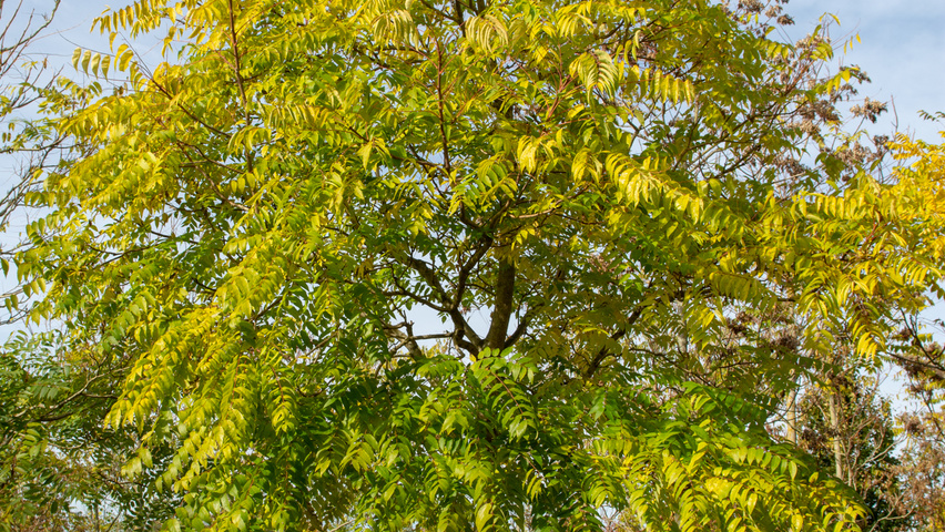 Ailanthus altissima haute tige