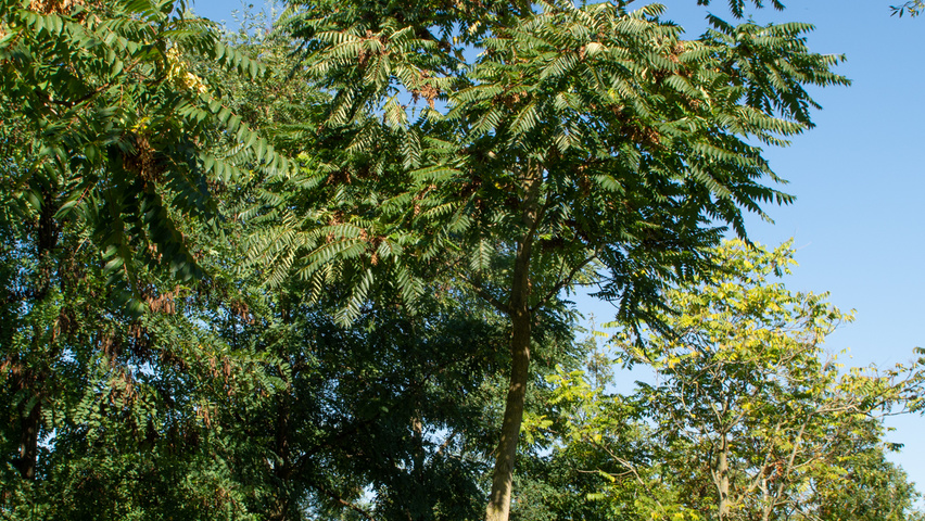Ailanthus altissima haute tige