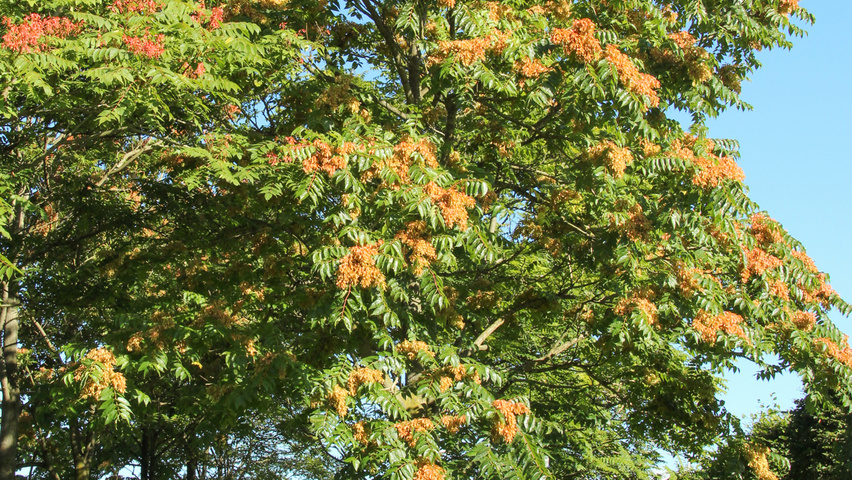Ailanthus altissima haute tige