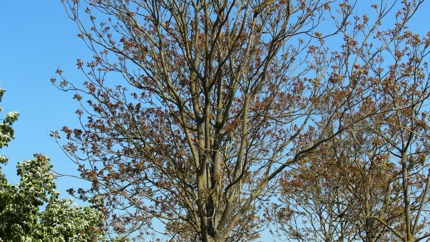 Ailanthus altissima haute tige