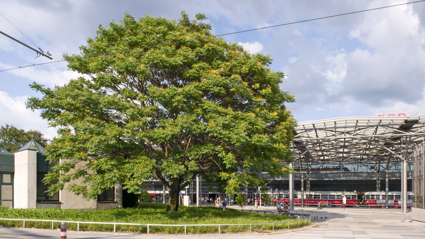 Ailanthus altissima haute tige