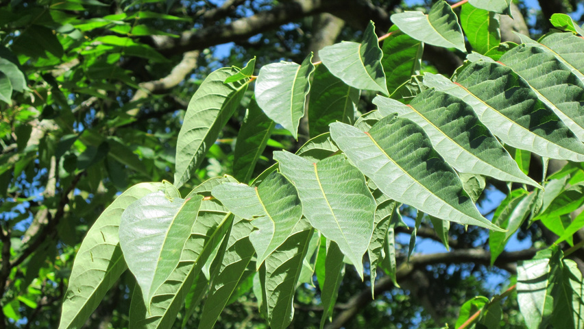 Ailanthus altissima Feuilles