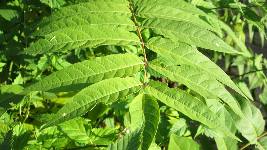 Ailanthus altissima Feuilles