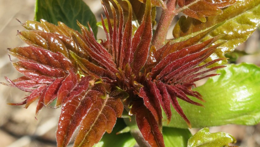 Ailanthus altissima Feuilles