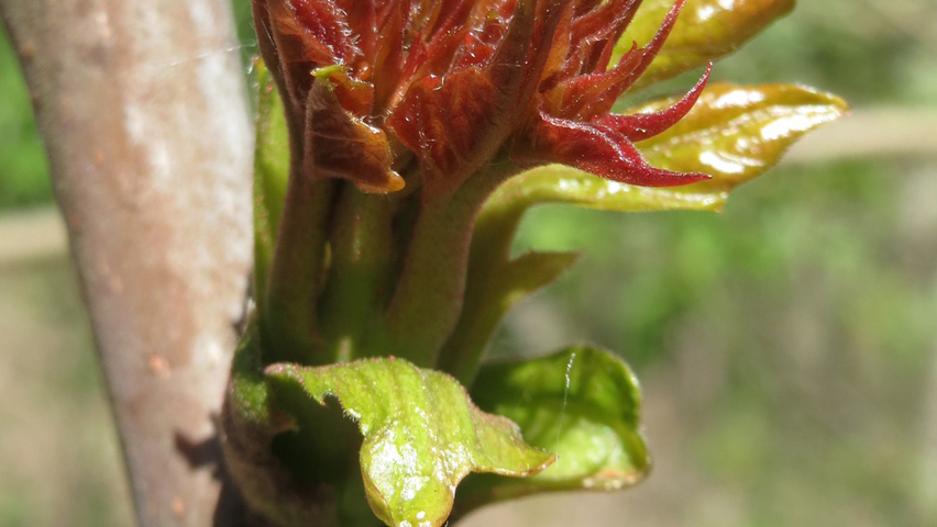 Ailanthus altissima Feuilles