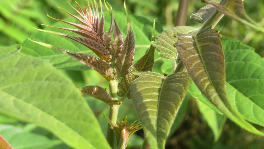 Ailanthus altissima Feuilles