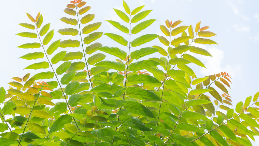 Ailanthus altissima Feuilles