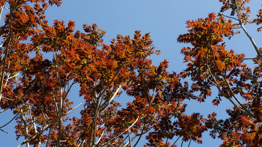 Ailanthus altissima Feuilles