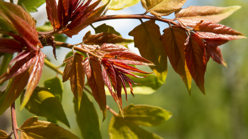 Ailanthus altissima Feuilles