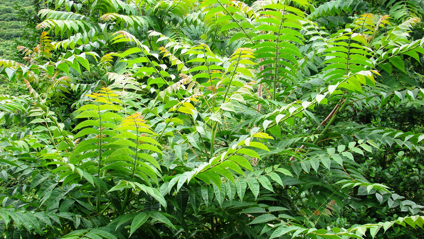 Ailanthus altissima Feuilles