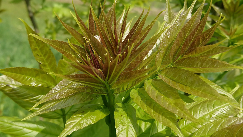 Ailanthus altissima Feuilles